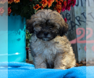 ShihPoo Puppy for sale in HOLTWOOD, PA, USA