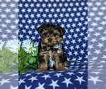 Small Photo #1 Yorkshire Terrier Puppy For Sale in NEW PROVIDENCE, PA, USA