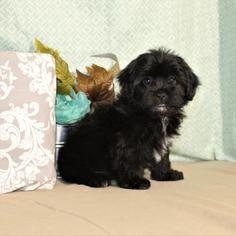 ShihPoo Puppy for sale in TUCSON, AZ, USA