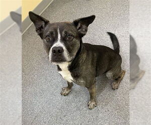 Mutt Dogs for adoption in Low Moor, VA, USA