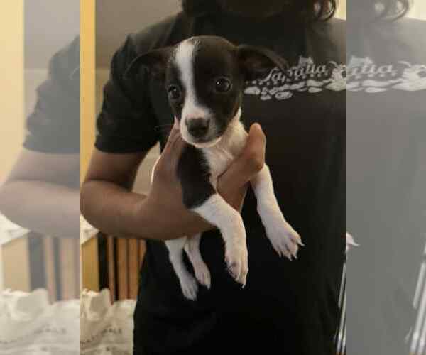 Medium Photo #1 Chihuahua-Unknown Mix Puppy For Sale in Holly Springs, NC, USA