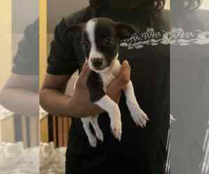 Chihuahua-Unknown Mix Dogs for adoption in Holly Springs, NC, USA