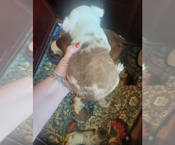 Medium Photo #5 Boston Terrier Puppy For Sale in ANNISTON, AL, USA