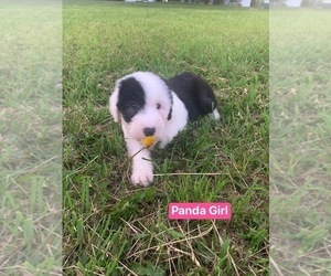 Old English Sheepdog Puppy for Sale in HAYFIELD, Minnesota USA