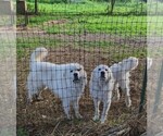 Small Photo #1 Great Pyrenees Puppy For Sale in GOWANDA, NY, USA