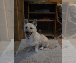 Pembroke Welsh Corgi-Unknown Mix Dogs for adoption in Princeton, MN, USA