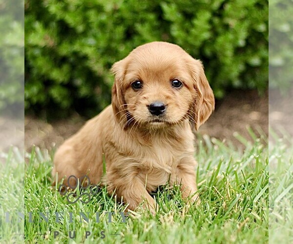 Medium Photo #4 Golden Retriever Puppy For Sale in STRASBURG, PA, USA