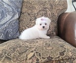 Small #1 Maltese