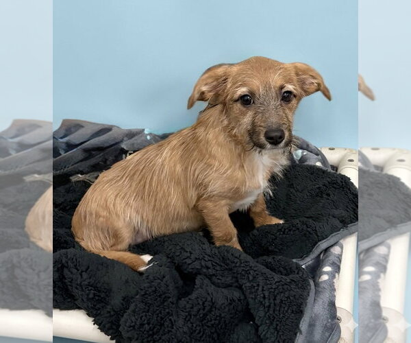 Medium Photo #5 Mutt Puppy For Sale in Spring Lake, NJ, USA
