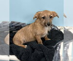 Small #4 Mutt