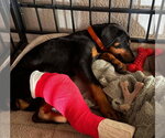 Small #3 Doberman Pinscher