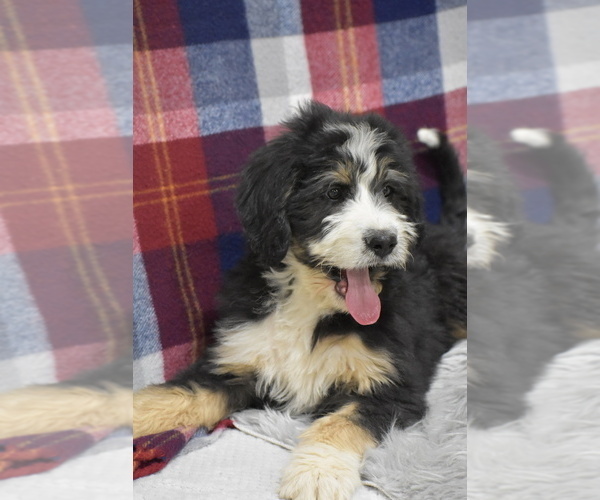 Medium Photo #3 Bernedoodle Puppy For Sale in ARCANUM, OH, USA
