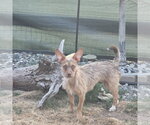 Small #4 Mutt