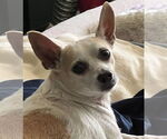 Small #9 Chihuahua