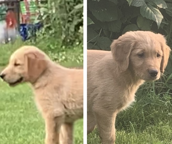 Medium Photo #1 Golden Retriever Puppy For Sale in FINLAYSON, MN, USA