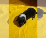 Small Photo #2 Collie Puppy For Sale in BENNETTSVILLE, SC, USA