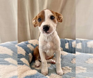 Mutt Dogs for adoption in Dana Point, CA, USA