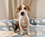 Sunny - Female Mutt Dog for Adoption - Small photo