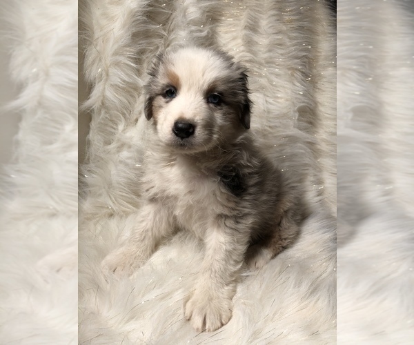 Medium Photo #1 Australian Shepherd Puppy For Sale in BEECH GROVE, IN, USA