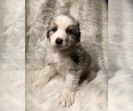 Small Photo #1 Australian Shepherd Puppy For Sale in BEECH GROVE, IN, USA