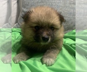 Pomeranian Puppy for sale in BUSH, LA, USA