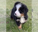 Small Photo #3 Bernese Mountain Dog Puppy For Sale in KILLBUCK, OH, USA