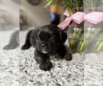 Puppy Puppy 2 French Bulldog