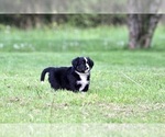 Small Photo #20 Australian Shepherd Puppy For Sale in NEWTON FALLS, OH, USA