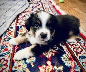 Medium Miniature Australian Shepherd