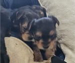 Small #2 Yorkshire Terrier