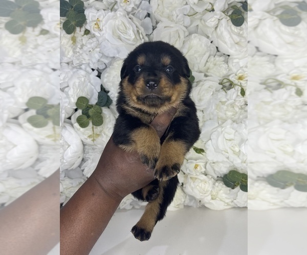 Medium Photo #27 Rottweiler Puppy For Sale in FORT WORTH, TX, USA