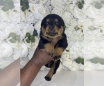 Small Photo #27 Rottweiler Puppy For Sale in FORT WORTH, TX, USA