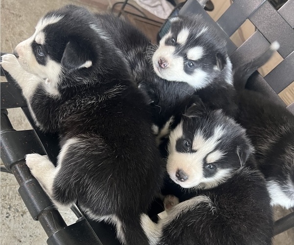 Medium Photo #1 Siberian Husky Puppy For Sale in RIALTO, CA, USA