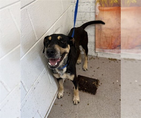 Medium Photo #1 German Shepherd Dog-Unknown Mix Puppy For Sale in San Bernardino, CA, USA