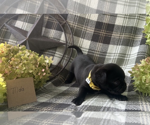 Medium Photo #3 Puggle Puppy For Sale in ELKTON, VA, USA
