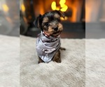 Small Photo #7 Yorkshire Terrier Puppy For Sale in NEWARK, DE, USA