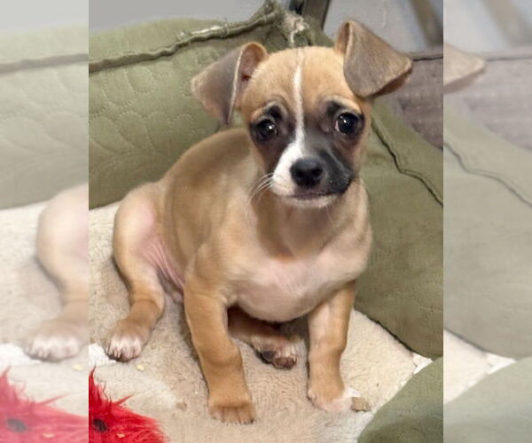 Medium Photo #4 Chug Puppy For Sale in Corona, CA, USA