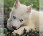 Small Siberian Husky