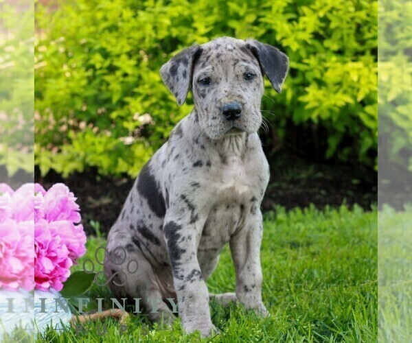 Medium Photo #4 Great Dane Puppy For Sale in RICHLAND, PA, USA