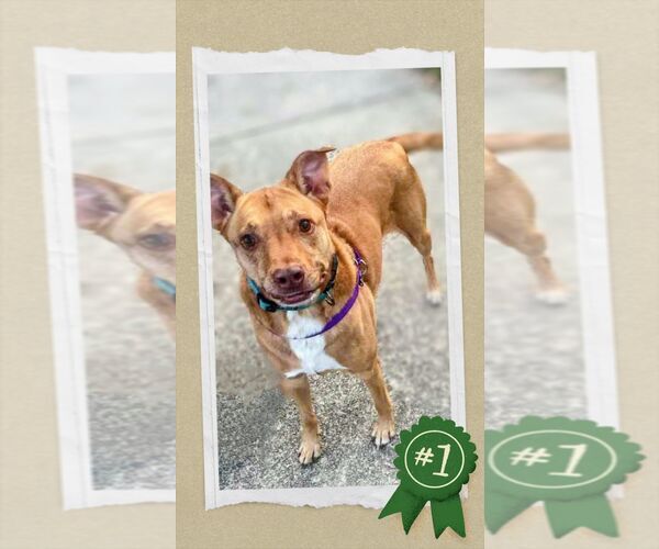 Medium Photo #5 Mutt Puppy For Sale in columbia, SC, USA