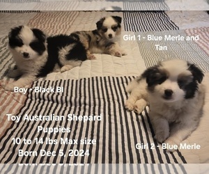 Miniature Australian Shepherd Puppy for Sale in MILFORD, Michigan USA