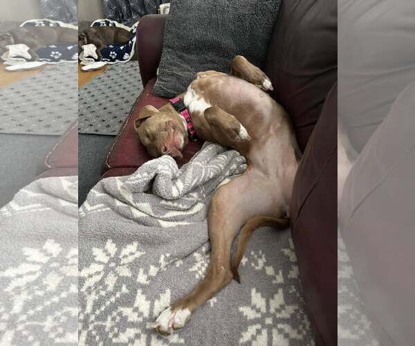 Medium Photo #2 Rhodesian Ridgeback-Unknown Mix Puppy For Sale in Uwchlan, PA, USA