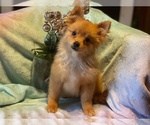 Small Photo #6 Pomeranian Puppy For Sale in HAMDEN, CT, USA