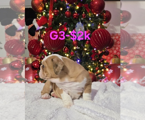 Medium Photo #7 English Bulldog Puppy For Sale in FRESNO, CA, USA