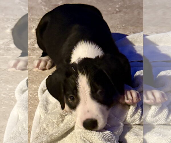 Medium Photo #2 Labrador Retriever Puppy For Sale in Boca Raton, FL, USA