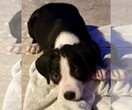 Small #1 Labrador Retriever