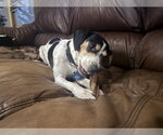 Small Photo #2 Beagle-Unknown Mix Puppy For Sale in Plainfield, IL, USA