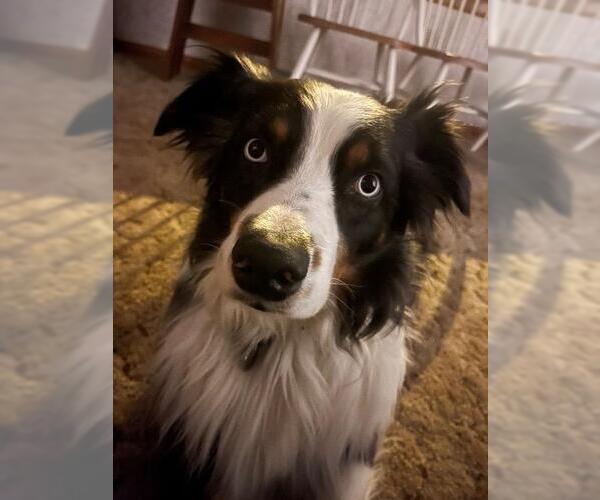 Medium Photo #1 Australian Shepherd Puppy For Sale in Gloversville, NY, USA