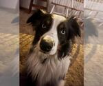 Small Australian Shepherd