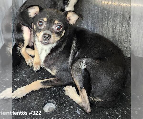 Medium Photo #1 Chihuahua-Unknown Mix Puppy For Sale in San Antonio, TX, USA